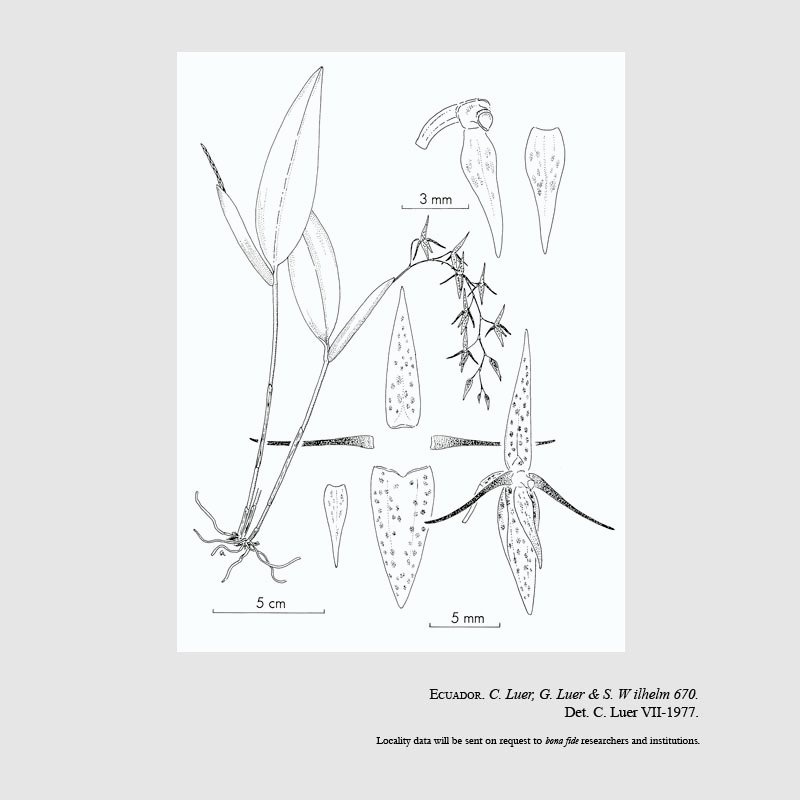 Pleurothallis fastidiosa